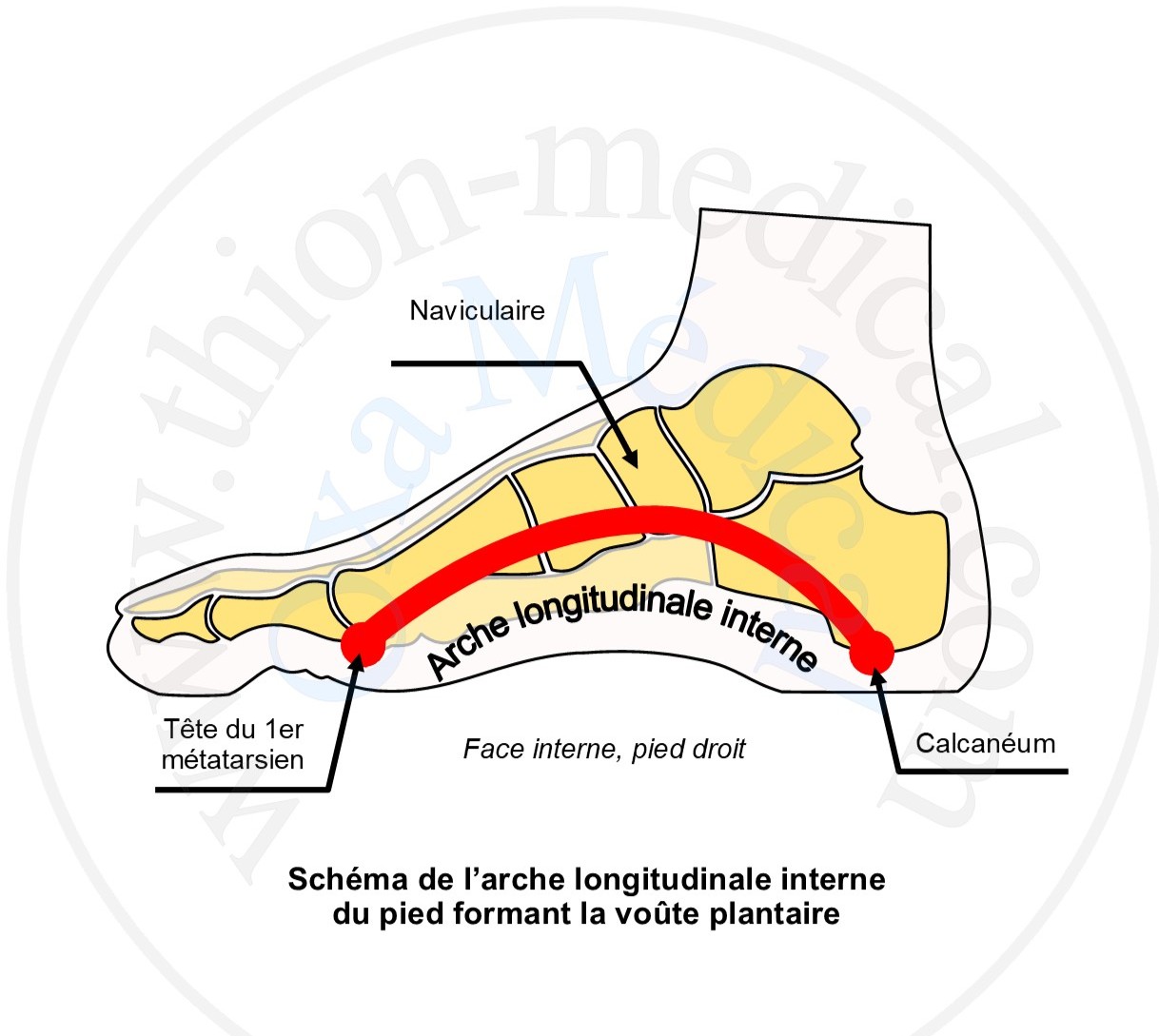 Schéma de l’arche longitudinale interne du pied